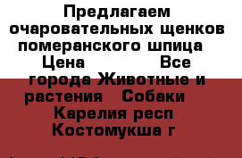 Предлагаем очаровательных щенков померанского шпица › Цена ­ 15 000 - Все города Животные и растения » Собаки   . Карелия респ.,Костомукша г.